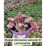 Heuchera Amberosus Żurawka