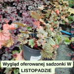 Heuchera Venus Żurawka