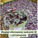 Heuchera Grande Black Żurawka