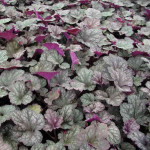 Heuchera Regina Żurawka