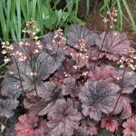 Heuchera Regina Żurawka