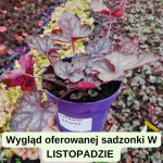 Heuchera Regina Żurawka