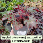 Heuchera World Caffe Lungo Żurawka