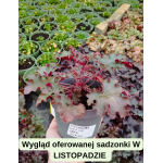 Heuchera World Caffe Lungo Żurawka