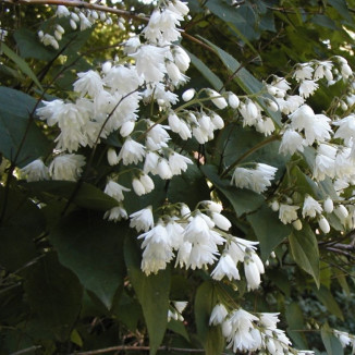 Deutzia Pride of Rochester...