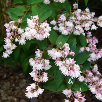 Deutzia Pride of Rochester...