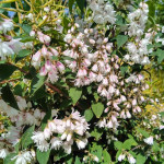 Deutzia Hybrida Mont Rose Żylistek Mieszańcowy