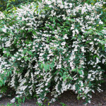 Deutzia Hybrida Mont Rose Żylistek Mieszańcowy