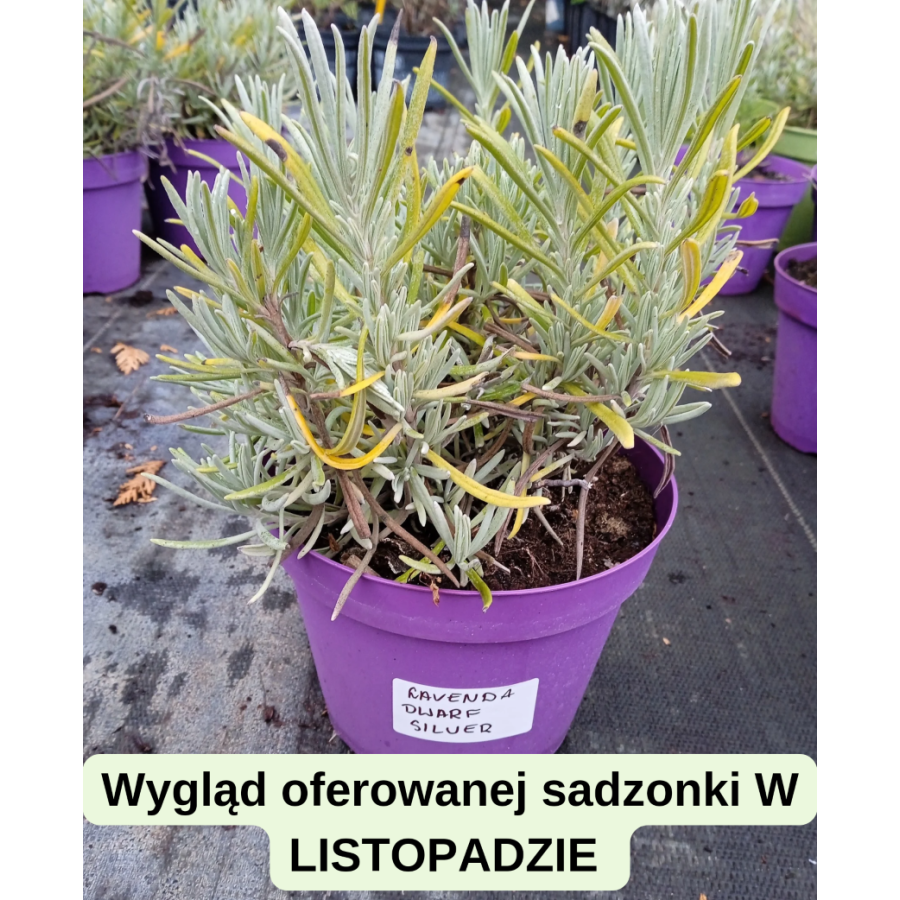 Lavandula angustifolia Dwarf Blue Lawenda wąskolistna- Rośliny od Ogrodnika Szkółka Barcikowscy
