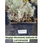 Lavandula angustifolia Edeleweiss Lawenda