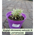 Lavandula augustifolia Silver Edge Lawenda wąskolistna