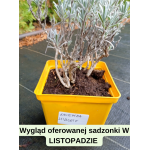 Lavandula angustifolia Hidcote Lawenda wąskolistna