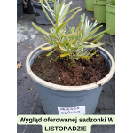 Lavandula angustifolia Grosso Lawenda wąskolistna