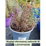 Lavandula angustifolia Cleo Patio Lawenda wąskolistna- Rośliny od Ogrodnika Szkółka Barcikowscy