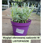 Lavandula Grappenhall Lawenda