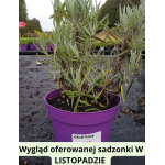 Lavandula intermedia Dutch Lawenda pośrednia