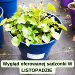 Campanula carpatica Avida Blue Dzwonek karpacki