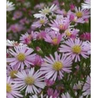 Aster pringlei Pink Star Aster wrzosolistny