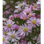 Aster dumosus Kristina Aster krzaczasty