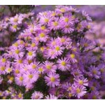 Aster dumosus Kristina Aster krzaczasty