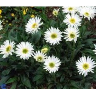 Aster n-a Herbstschnee Aster nowoangielski