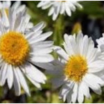 Aster n-a Herbstschnee Aster nowoangielski