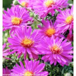 Aster dumosus Anneke Aster krzaczasty