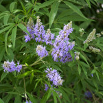 Vitex Agnus-castus...