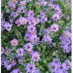 Aster oblongifolius October Skies Aster