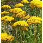 Achillea filipendulina Coronation Gold Krwawnik wiązówkowaty