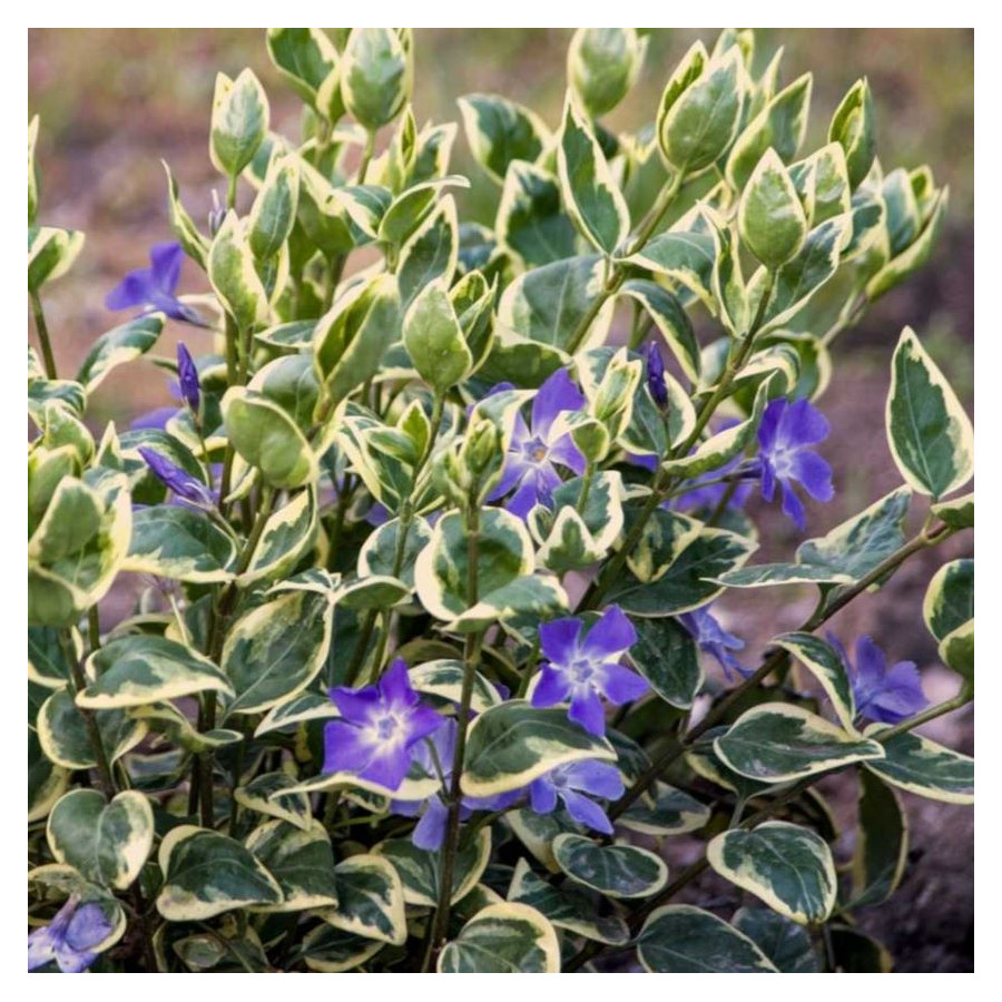 Vinca major Variegata Barwinek większy- Rośliny od Ogrodnika Szkółka Barcikowscy