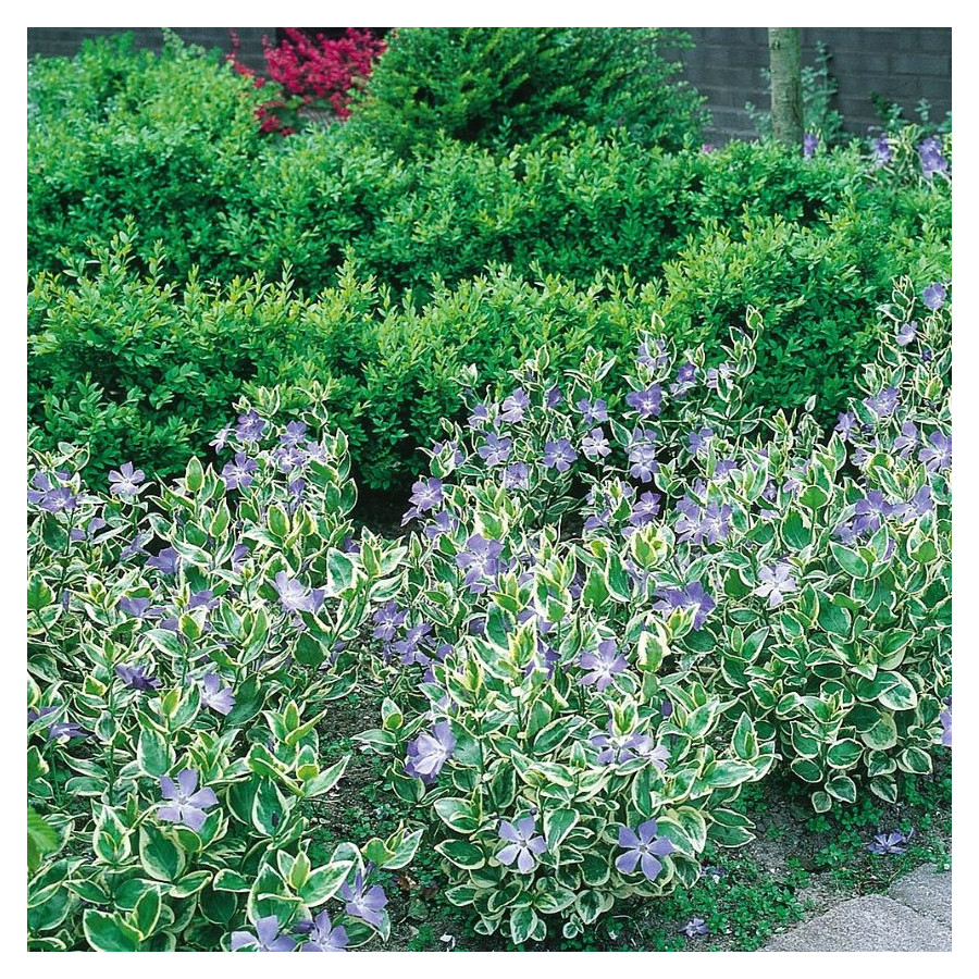 Vinca major Variegata Barwinek większy- Rośliny od Ogrodnika Szkółka Barcikowscy