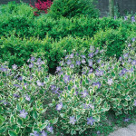 Vinca major Variegata Barwinek większy- Rośliny od Ogrodnika Szkółka Barcikowscy