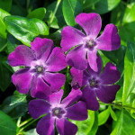 Vinca minor Rubra Plena Barwinek pospolity