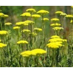 Achillea millefolium Sassy Summer Lemon Krwawnik