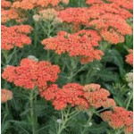 Achillea millefolium Sassy Summer Sunset Krwawnik