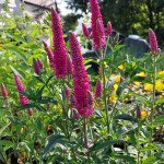 Veronica First Love Przetacznik- Rośliny od Ogrodnika Szkółka Barcikowscy