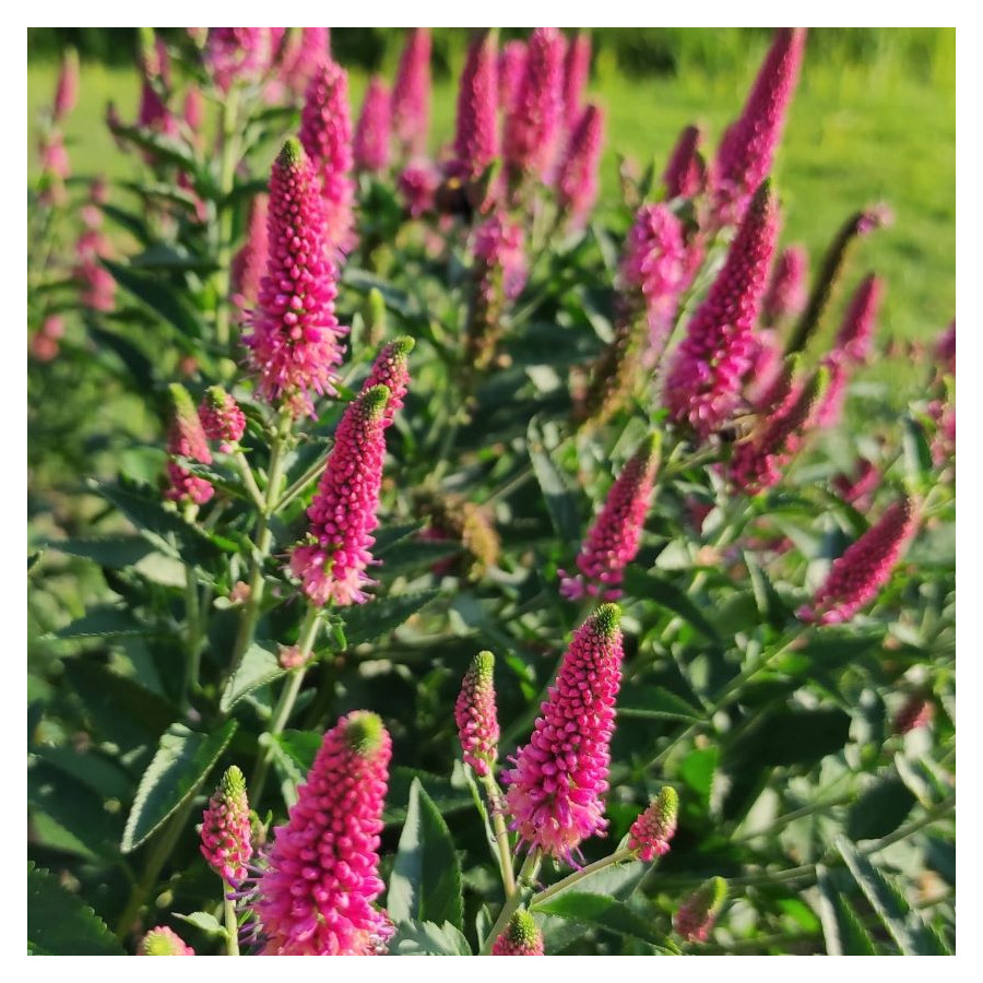 Veronica First Love Przetacznik- Rośliny od Ogrodnika Szkółka Barcikowscy