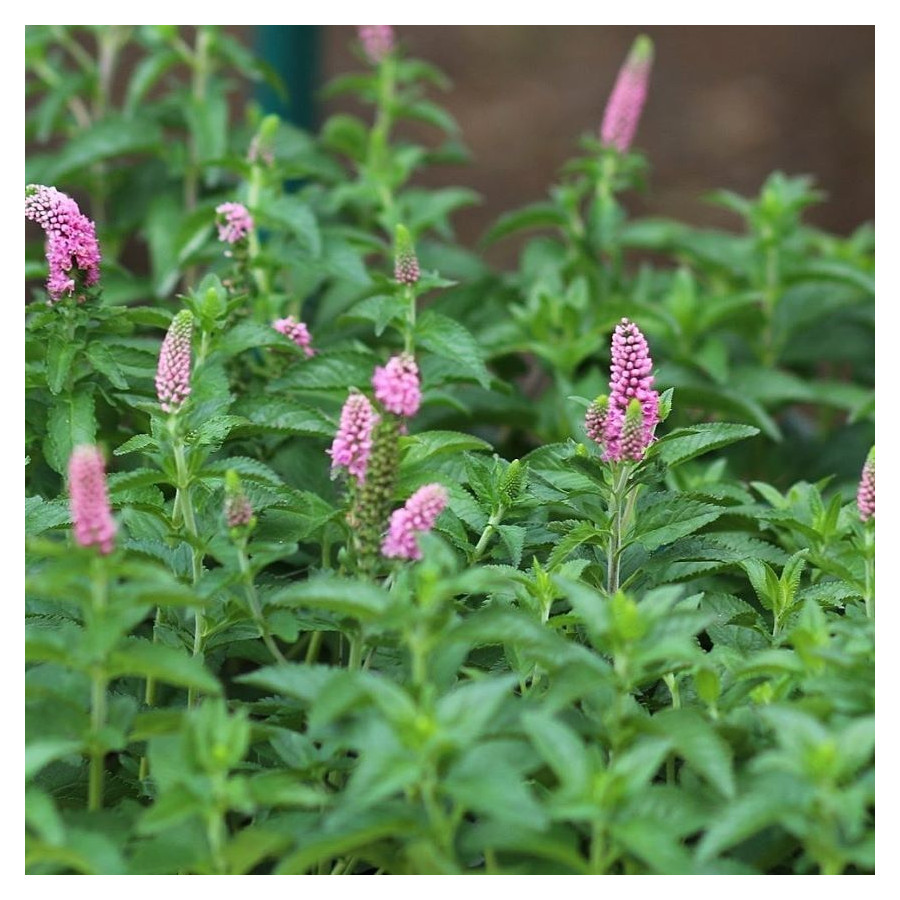 Veronica First Love Przetacznik- Rośliny od Ogrodnika Szkółka Barcikowscy