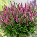 Veronica spicata Bubblegum Candles Przetacznik kłosowy