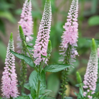 Veronica spicata First Choice Przetacznik