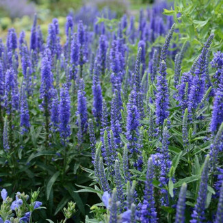 Veronica spicata First...