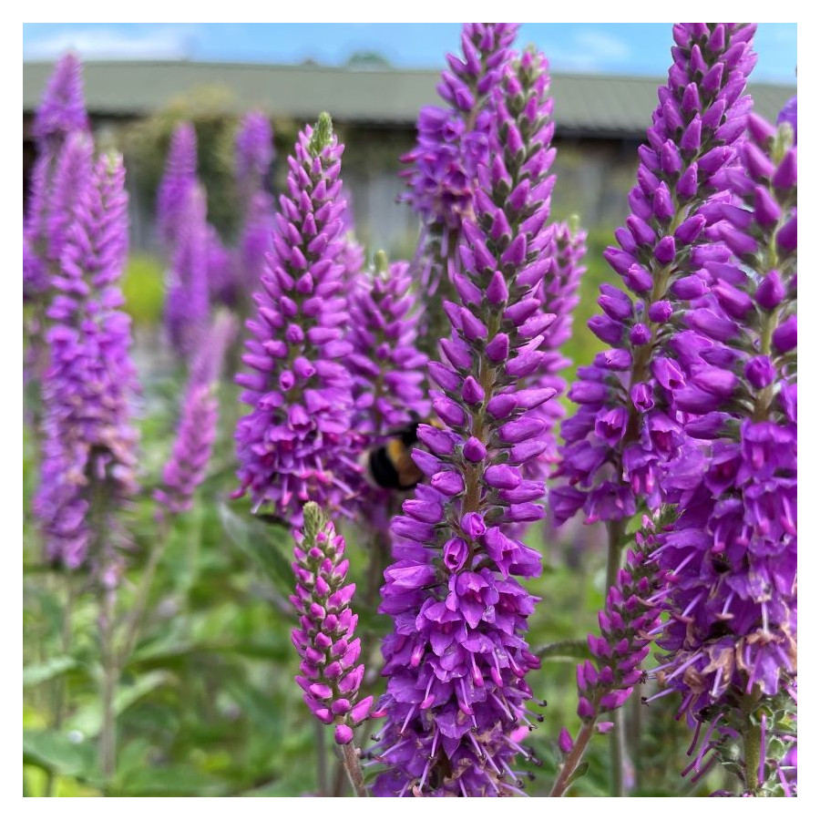 Veronica spicata First Match Przetacznik kłosowy