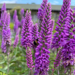 Veronica spicata First Match Przetacznik kłosowy