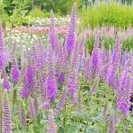 Veronica spicata First Match Przetacznik kłosowy