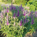 Veronica spicata First Match Przetacznik kłosowy