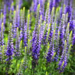 Veronica spicata Nana...