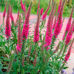 Veronica spicata Rotfuchs Przetacznik kłosowy