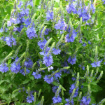 Veronica spicata Blue Bouquet Przetacznik kłosowy