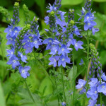 Veronica spicata Blue Bouquet Przetacznik kłosowy